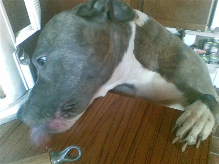 Amerikansk staffordshire terrier tessa billede 8