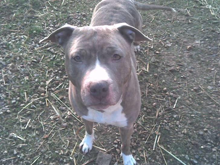 Amerikansk staffordshire terrier tessa - 7 år og still going strong billede 9