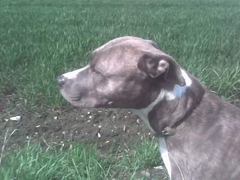 Amerikansk staffordshire terrier tessa billede 10