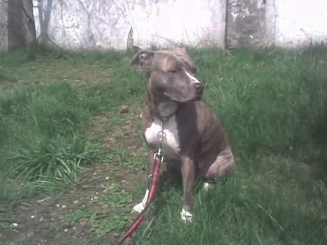 Amerikansk staffordshire terrier tessa billede 11