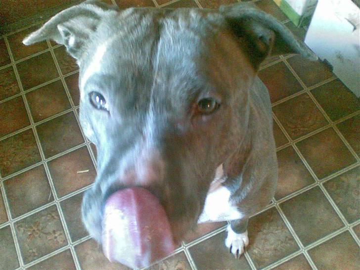 Amerikansk staffordshire terrier tessa billede 12