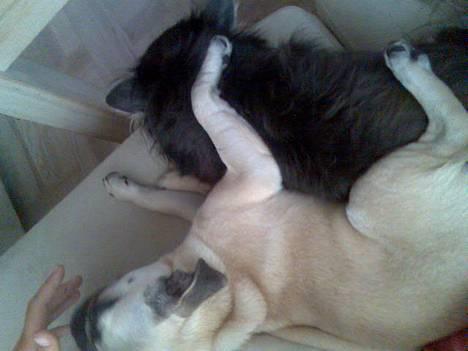 Mops Lajka - Maxie og jeg får en lille tiltrængt lur efter dejlig leg... billede 10