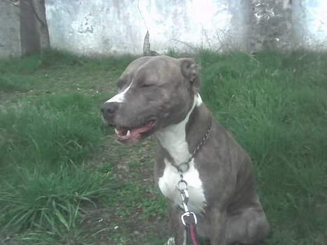 Amerikansk staffordshire terrier tessa billede 13