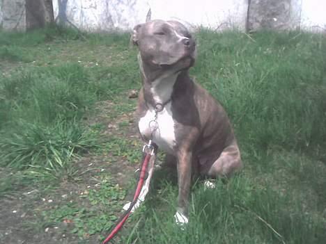 Amerikansk staffordshire terrier tessa billede 14