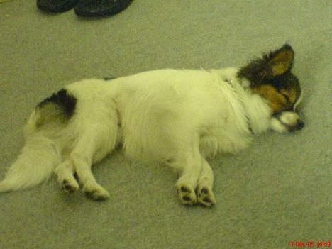 Papillon Elvis billede 6