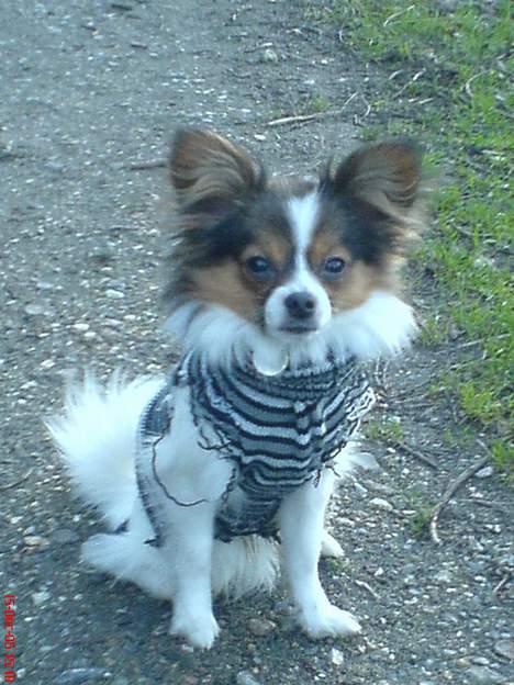 Papillon Elvis billede 7