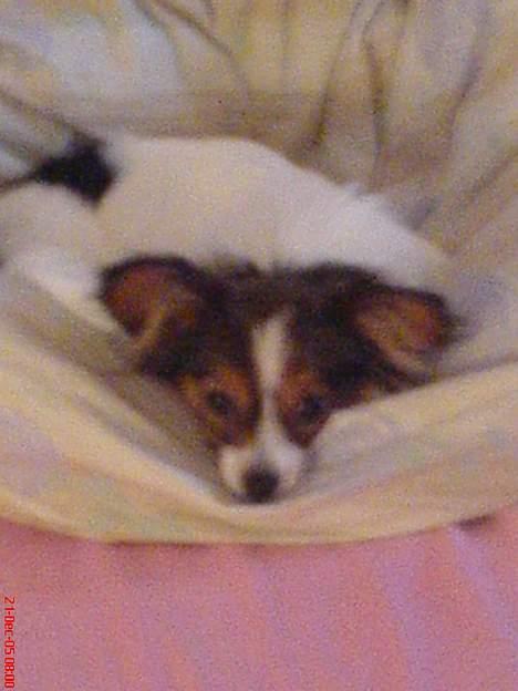 Papillon Elvis billede 8