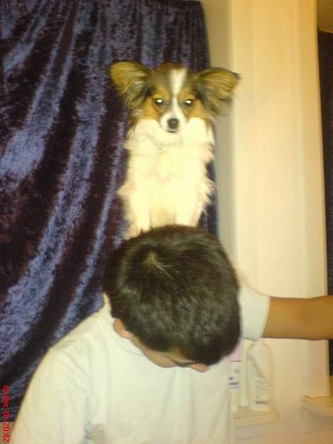 Papillon Elvis billede 9