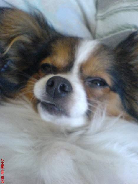 Papillon Elvis billede 10