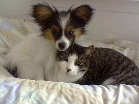 Papillon Elvis billede 11