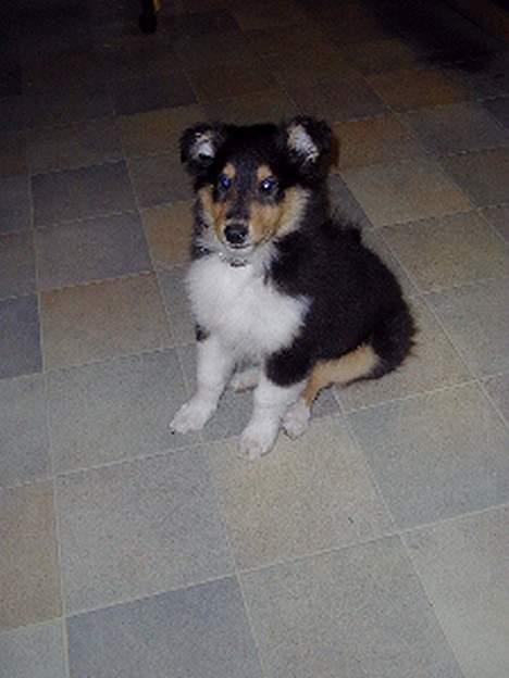Collie langhåret Sheik - 9 uger gammel billede 7