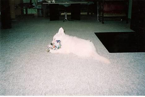 Hvid schæfer Escha - Gnask... lækkert stykke stof jeg har fået her... billede 1