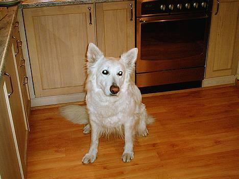 Hvid schæfer Escha - Hmm så sidder jeg bare her.. billede 2