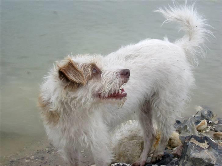 Blanding af racer Bella - Nøøj.. Fugle.. billede 7