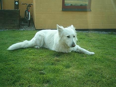 Hvid schæfer Escha - Ihh mor... jeg blir så forlegen når du hele tiden tager billeder af mig.. billede 3