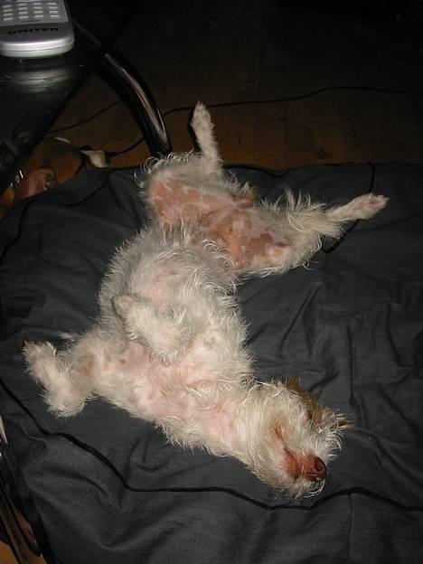 Blanding af racer Bella - Mmmmmm..... billede 9