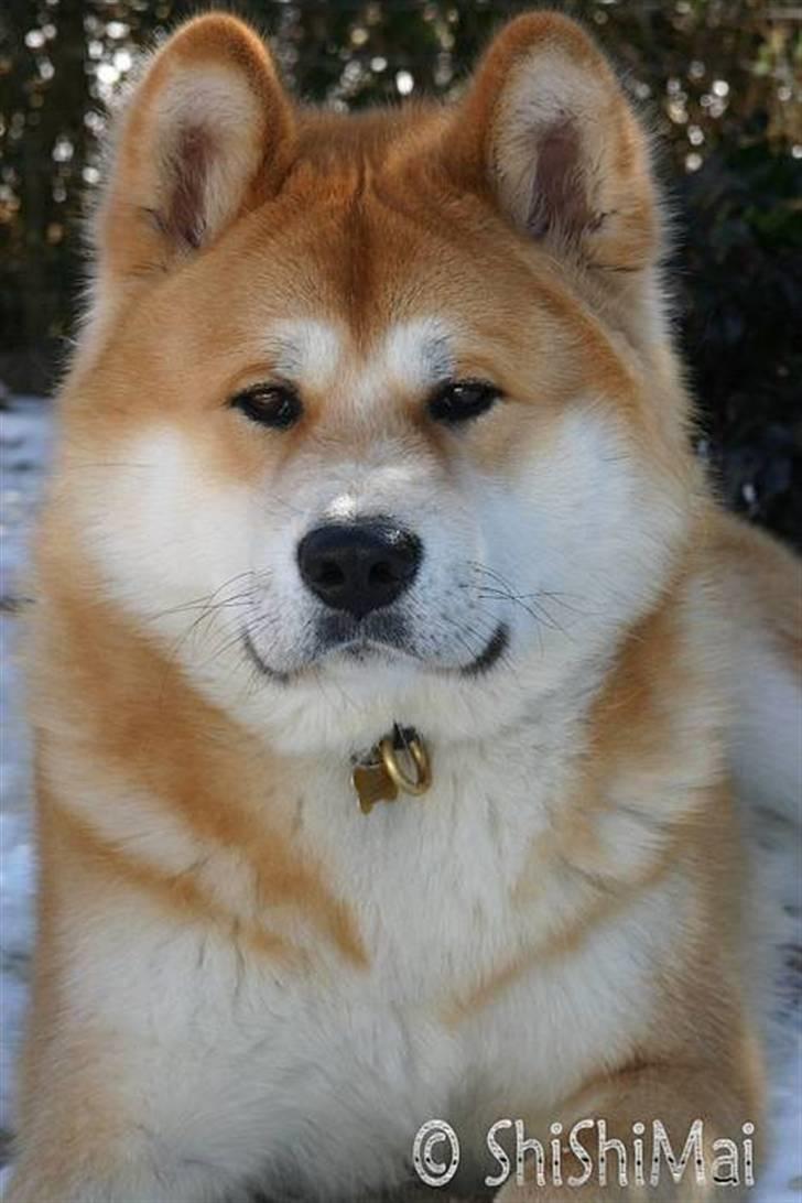 Akita inu Choco - * NYT -  billede 20