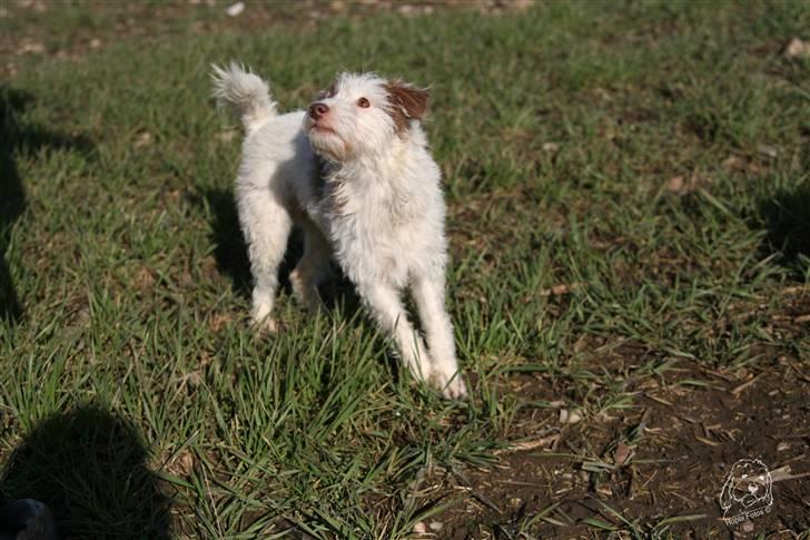 Blanding af racer Bella - Giv mig, giv mig.... billede 10