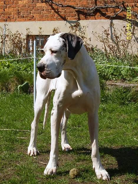 Grand danois Mona himmelhund - Mona i haven   billede 16