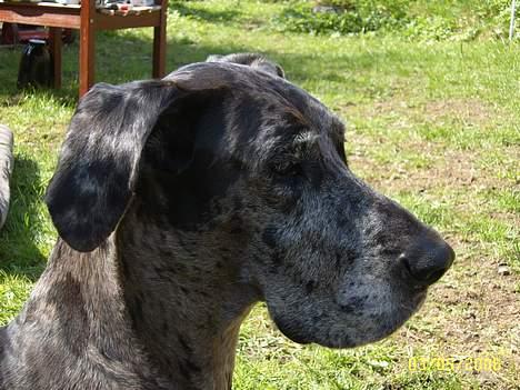 Grand danois Carla himmelhund - carla en forårsdag (NYT) billede 19