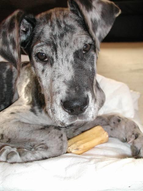 Grand danois Carla himmelhund - carla....som barn... billede 20