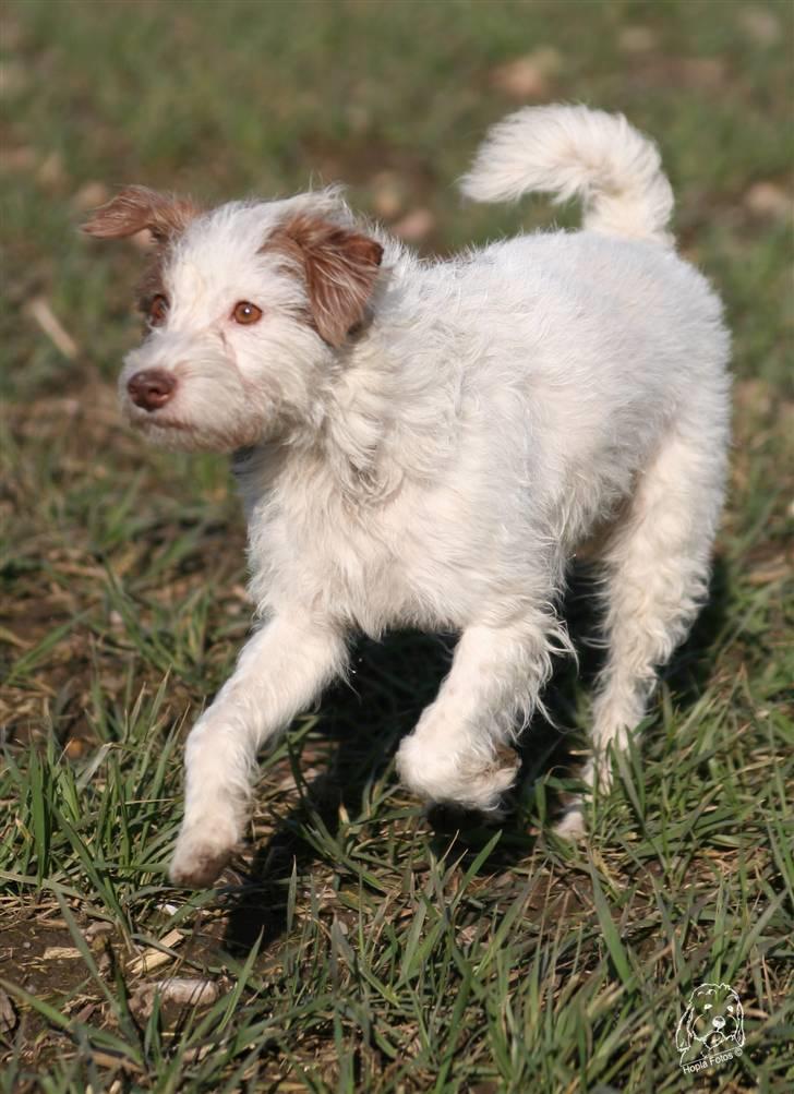 Blanding af racer Bella - Uuuhh, var det en hare...? billede 11