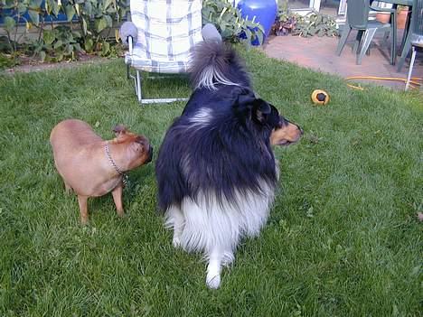 Collie langhåret Sheik billede 9