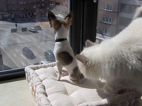 Chihuahua LouLou - LouLou & Chloe nyder udsigten fra soveværelset. (4. maj 2006) billede 14