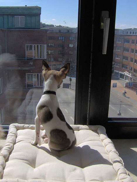 Chihuahua LouLou - Lille hund, STOR verden ;-) billede 15