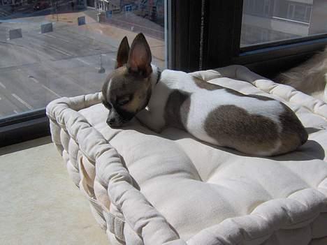 Chihuahua LouLou - Arrrh, ligger lige og nyder solen ..... 40 grader her bag vinduet, mor ...  billede 16