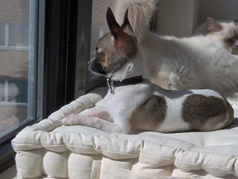 Chihuahua LouLou - Var det .... var det en ..... flyvende hund derude ?????  billede 17