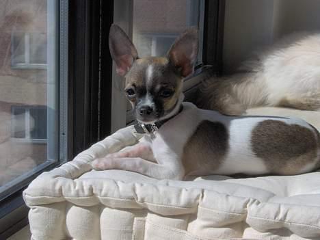 Chihuahua LouLou - Ja ja - photosession igen igen ....  billede 18