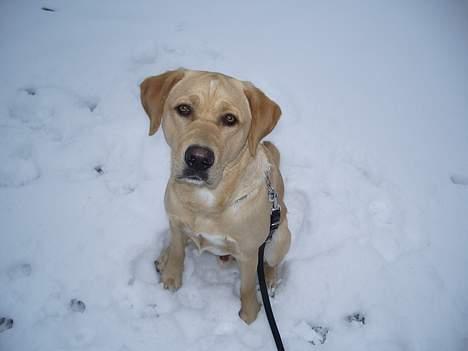 Labrador retriever Max - Det er altså koldt at sidde her. billede 9