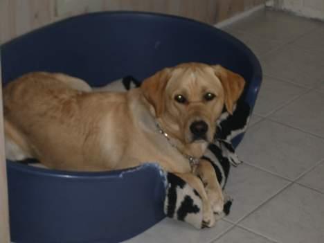 Labrador retriever Max - Her ligger jeg fint i min gamle kurv. billede 10