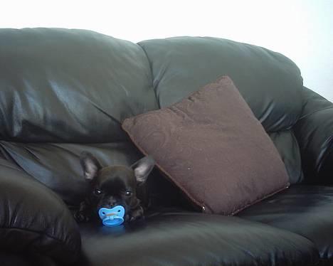 Fransk bulldog Gemelli - på stjernerne - man er vel en baby ;) billede 14