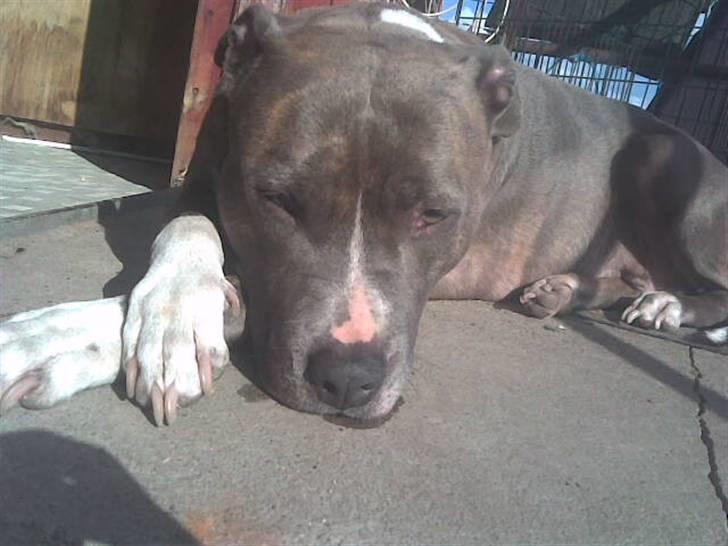 Amerikansk staffordshire terrier tessa billede 15