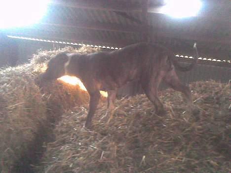 Amerikansk staffordshire terrier tessa - hjælper mor med at hente halm til hestene billede 16