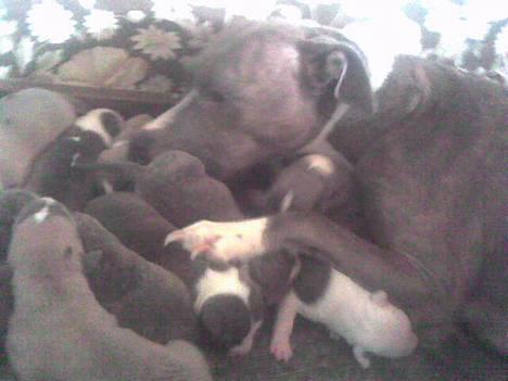 Amerikansk staffordshire terrier tessa - babyer 7 dage billede 17