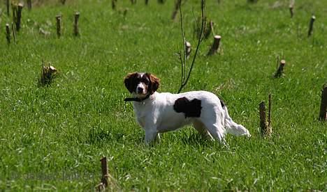 Kleiner münsterländer Abbi billede 16