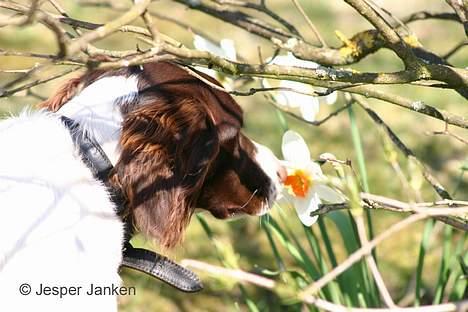 Kleiner münsterländer Abbi - De blomster dufter dejlig billede 17