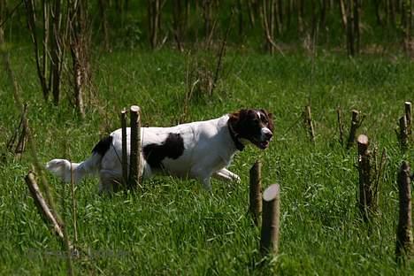 Kleiner münsterländer Abbi billede 18