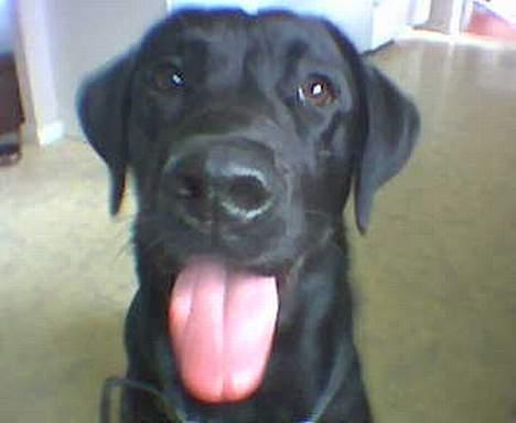 Labrador retriever *Oscar- min vagthunden* - Kom nuuuuuuuuu mor..... "gammelt" billede 12