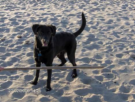 Blanding af racer Teicko - Teicko på stranden billede 13