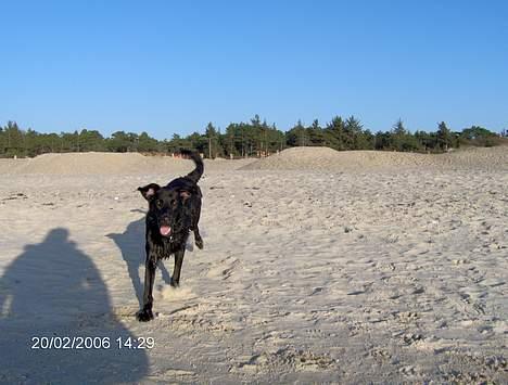 Blanding af racer Teicko - Dejligt at have været ude og bade billede 14