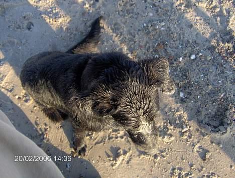 Blanding af racer Teicko - Skønt at rulle sig i sandet når man er våd :-) billede 15