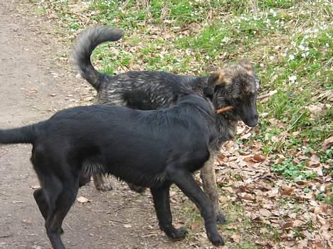 Blanding af racer Teicko - Første gensyn med Brormand Columbo :-) billede 16