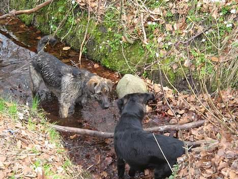 Blanding af racer Teicko - Teicko er lidt en kylling i forhold til brormand.. hehe billede 17