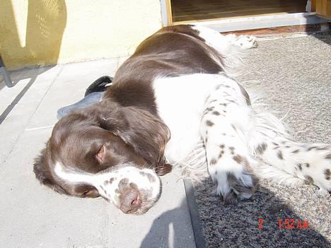 Engelsk springer spaniel kvik billede 1