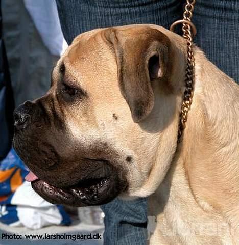 Bullmastiff Somogyvári Vitéz Ginger - På udstillingen i Rostock´05 billede 2