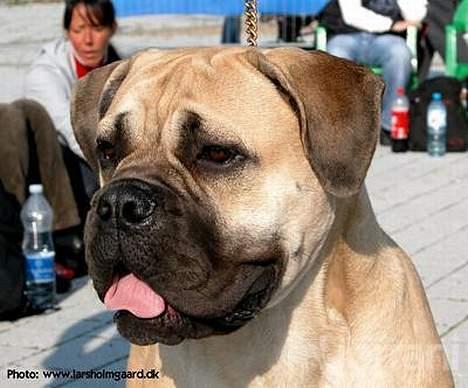 Bullmastiff Somogyvári Vitéz Ginger - På udstillingen i Rostock´05 billede 3